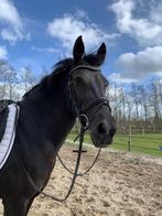 Dressuur Z2 pony, Eiberg Hester D, Dieren en Toebehoren, Pony's, Merrie, Z, Dressuurpony, 11 jaar of ouder