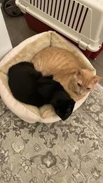 Cats, Dieren en Toebehoren, Katten en Kittens | Overige Katten, Poes