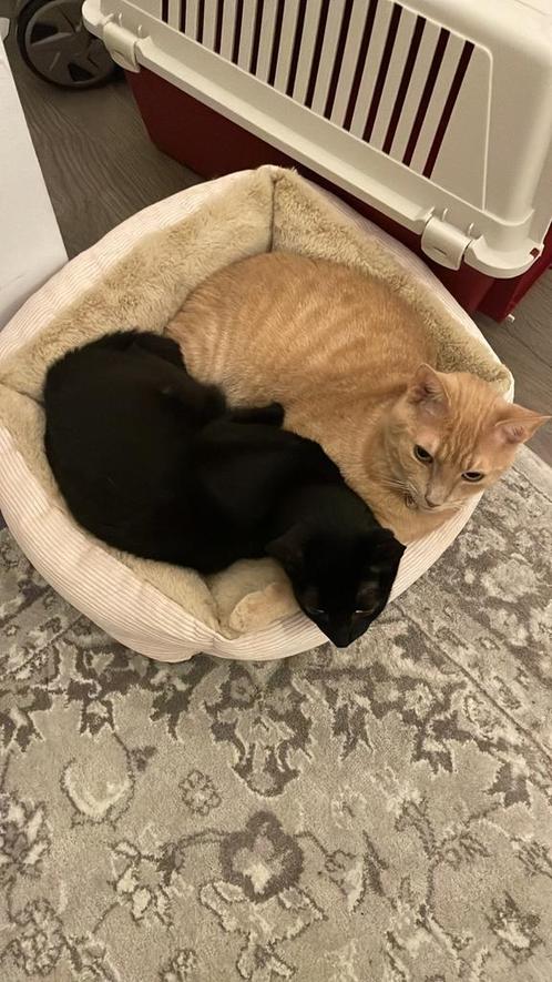 Cats, Dieren en Toebehoren, Katten en Kittens | Overige Katten, Poes