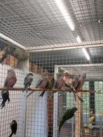 Bourkes parkiet wildkleur en roze, Parkiet