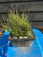 Dwergholpijp, vijverplant, waterplant, Volle zon, Vaste plant, Ophalen of Verzenden, Bloeit niet