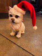 Leuke maltezer hond, Ophalen