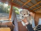 Pomeriaan puppy, Rabiës (hondsdolheid), Overige rassen, 8 tot 15 weken, Meerdere