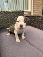 American bully puppies reutjes, Overige rassen, 8 tot 15 weken, Meerdere, Meerdere dieren