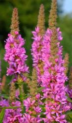 Lythrum salicaria ´Robert´

Grote Kattenstaart, Ophalen, Zomer, Overige soorten, Volle zon