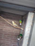 2x koppel Roodrug en 1 man te koop, Dieren en Toebehoren, Vogels | Parkieten en Papegaaien, Mannelijk, Parkiet