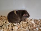 Jong US Teddy cavia zeugje, Vrouwelijk, Cavia, Na 1 juli 2024, Tam