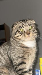 Half scottish fold, Dieren en Toebehoren, Ophalen