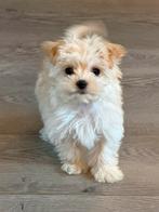 Mooie Maltipoo Pups, Parvo, Particulier, 15 weken tot 1 jaar, Buitenland
