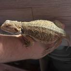 Baardagaam, Dieren en Toebehoren, Hagedis, 0 tot 2 jaar