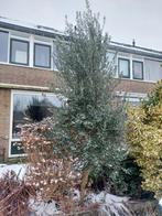 Olijfboom 3/4 meter hoog te koop, Volle zon, Bloeit niet, Ophalen of Verzenden, Olijfboom