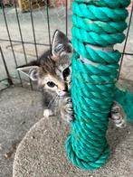 Boerderij kittens, Dieren en Toebehoren, Meerdere dieren, Kortharig, 0 tot 2 jaar