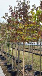 Lei amberboom, Ophalen, Halfschaduw, Leiboom