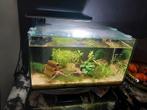 Nano bak compleet incl. Garnalen, Dieren en Toebehoren, Ophalen of Verzenden, Zo goed als nieuw, Gevuld zoetwateraquarium