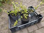 Tuin = Struik = Japanse kardinaalsmuts - Euonymus Japonica, Ophalen, Overige soorten, Struik, Minder dan 100 cm