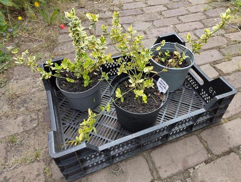 Tuin = Struik = Japanse kardinaalsmuts - Euonymus Japonica, Tuin en Terras, Planten | Struiken en Hagen, Struik, Overige soorten