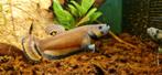 Betta macrostoma koppel, Dieren en Toebehoren, Vissen | Aquariumvissen, Vis, Zoetwatervis