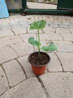 Muskaatpompoen, Tuin en Terras, Planten | Tuinplanten, Ophalen, Volle zon, Groenteplanten, Eenjarig