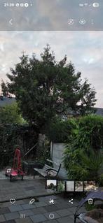 boom brandhout, Tuin en Terras, Ophalen