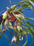 Orchidee Coelogyne Cristata XXL p12 (1)