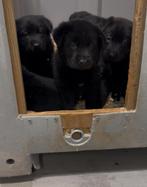 Sheprador pups - Labrador X Duitse herder, Dieren en Toebehoren, België, Particulier, CDV (hondenziekte), 8 tot 15 weken