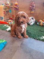 MINI Australian labradoodle pups, Nederland, Overige rassen, 8 tot 15 weken, Meerdere