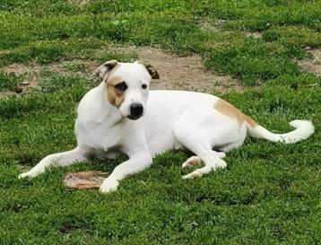 Bighy opnieuw ter adoptie  beschikbaar voor biedingen