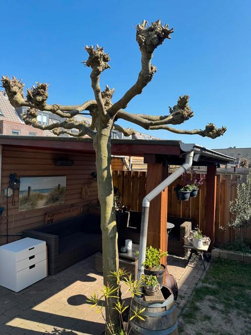 Dakplataan meer dan 30 jaar oud, Tuin en Terras, Planten | Bomen, Overige soorten, Volle zon, Verzenden