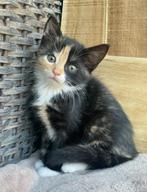 Leuke kittens, Meerdere dieren, Kortharig, 0 tot 2 jaar