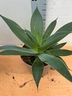 Agave pineapple variagata pot17cm, Huis en Inrichting, Kamerplanten, Ophalen of Verzenden, Halfschaduw, Minder dan 100 cm