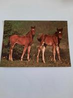 paard paarden kaart Poppverlag, Ophalen, 1980 tot heden, Ongelopen, Paard