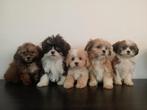 Mooie Boomer pups ShihTzu x Maltezer., Dieren en Toebehoren, Honden | Chihuahua's en Gezelschapshonden, Nederland, Overige rassen