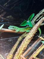 Jonge Madagascar reuze dag gekko’s, Hagedis, 0 tot 2 jaar