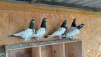 Pakistaanse Hoogvlieger, Dieren en Toebehoren, Vogels | Overige Vogels, Meerdere dieren