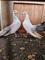 Hoogvliegers Irakse duiven  عنابر سره, Dieren en Toebehoren, Vogels | Duiven, Vrouwelijk