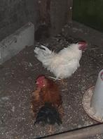 1 mooi wit krul serama haantje en1 bont krul  serama haantje, Dieren en Toebehoren, Pluimvee, Mannelijk, Kip