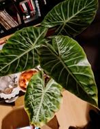 Alocasia Pink Dragon - Prachtige kamerplant!, Vaste plant, Bloeit niet, Halfschaduw, Ophalen