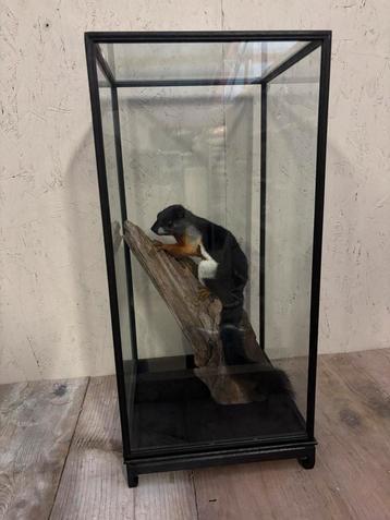 Mooie vitrine met opgezette Prevost Eekhoorn beschikbaar voor biedingen