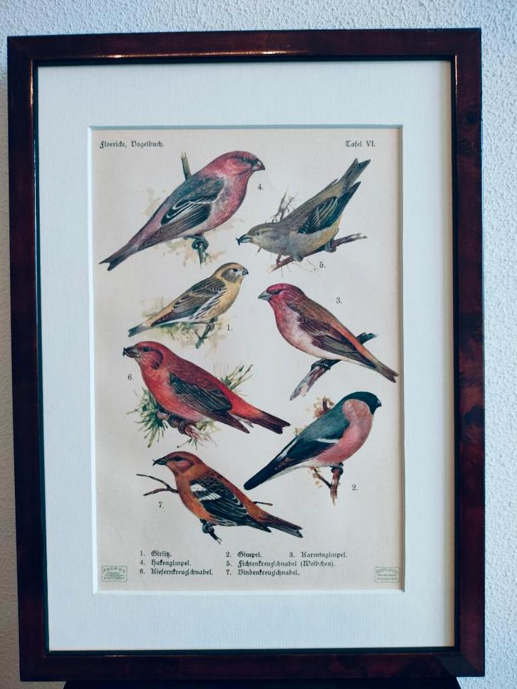 Litho Floericke Kanarie Goudvink Haakbek Kruisbek 1922, Antiek en Kunst, Kunst | Litho's en Zeefdrukken, Ophalen of Verzenden