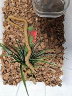 Elaphe Carinata Taiwanese stinkslang, Slang, 0 tot 2 jaar