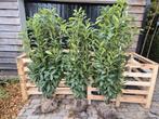 Prunus Genolia haagplanten 150-175 cm, Ophalen of Verzenden, Laurier, Haag, 100 tot 250 cm