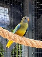 Splendid parkiet man, Dieren en Toebehoren, Mannelijk, Parkiet