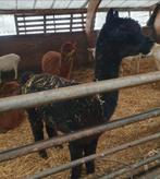 Leuke alpaca's, April, Mannelijk