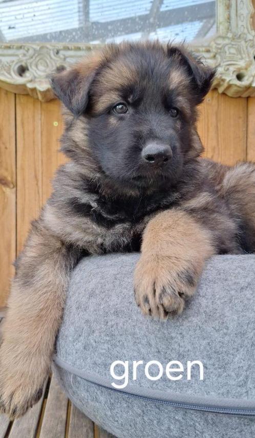 Sportieve Duitse Herders pups langstokhaar met stamboom, Dieren en Toebehoren, Honden | Herdershonden en Veedrijvers, Reu, Herder