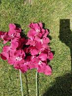Orchidee 2 stuks, Ophalen, Gebruikt