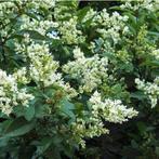 Goedkope ligusterhagen en ligusterhaag liguster, Tuin en Terras, Planten | Struiken en Hagen, Ophalen of Verzenden, Liguster, Haag