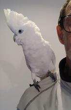 Mega tamme jonge ducorps Kakatoe, Meerdere dieren, Papegaai, Pratend