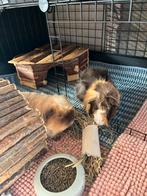 Luxe caviakooi inclusief cavia’s en toebehoren, Dieren en Toebehoren, Maart, Mannelijk, Cavia