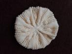 Nieuwe handgemaakte baret/ wintermuts voor volwassenen, Handgemaakt, Ophalen of Verzenden, Nieuw, Muts