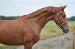 Talentvolle 3 jarige ruin v. Valverde, Dieren en Toebehoren, Paarden, Ruin, Dressuurpaard, 3 tot 6 jaar, Onbeleerd